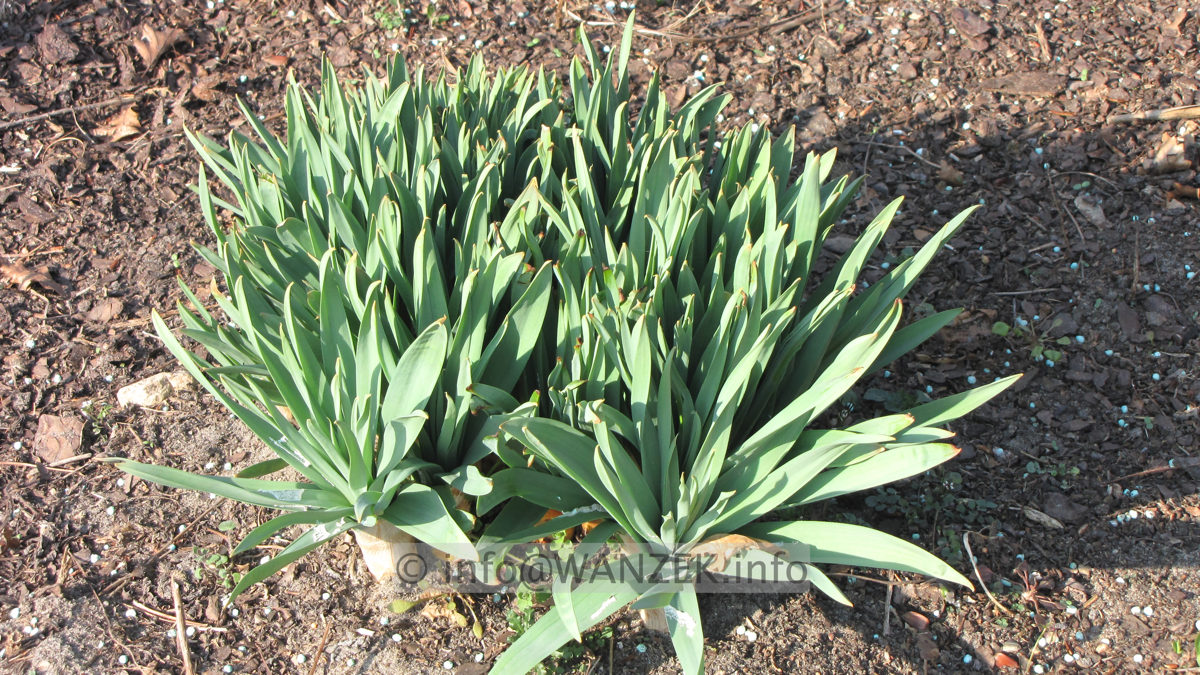 Eremurus robustus - Austrieb01.JPG